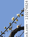 Plum blossom 110274824