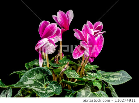 Cyclamen pink flowers on a black background Cyclamen pink flowers on a black background 110274911