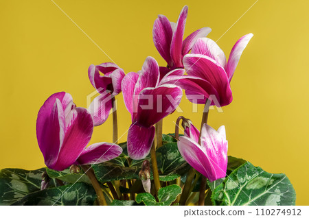 Cyclamen with pink flowers on a yellow background Cyclamen with pink flowers on a yellow background 110274912