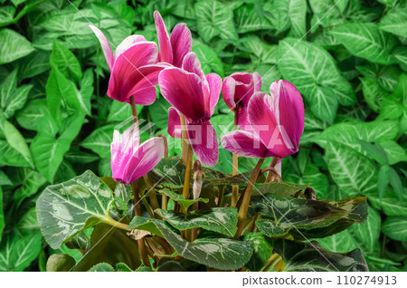 Beautiful cyclamen with pink flowers and green leaves Beautiful cyclamen with pink flowers and green leaves 110274913
