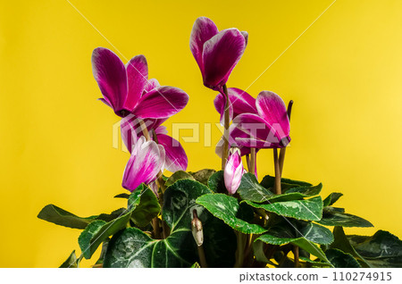 Cyclamen with pink flowers on a yellow background Cyclamen with pink flowers on a yellow background 110274915