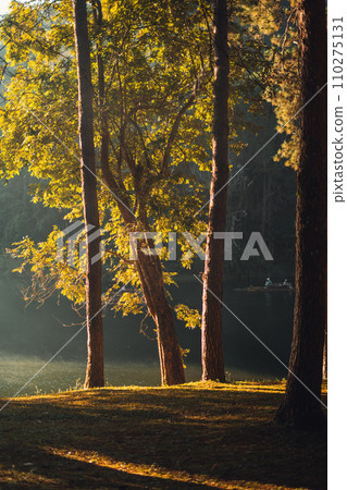 Reservoir and pine trees in the morning in the park 110275131