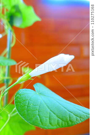 牽牛花 牽牛花 芽 110275168