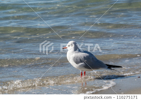 Black-headed Gull (Gamagori City, Aichi Prefecture) Black-headed Gull (Gamagori City, Aichi Prefecture) 110275171