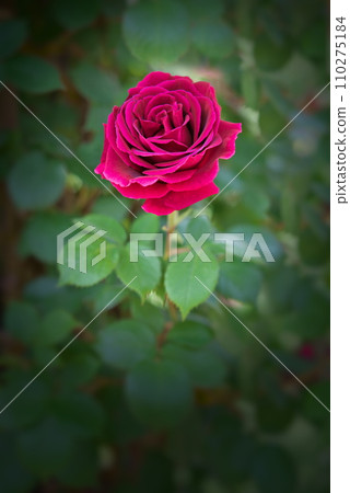 一個輪子的紅玫瑰 一個輪子的紅玫瑰 110275184