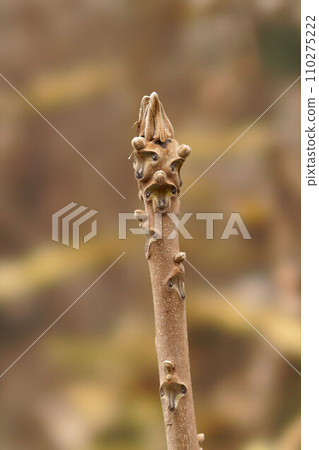 Winter buds of walnuts that look like monkey faces Winter buds of walnuts that look like monkey faces 110275222
