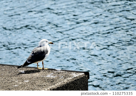 A seagull lost in thought in a small fishing village 110275335