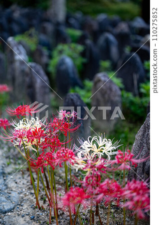 奈良元興寺的秋天 奈良元興寺的秋天 110275852