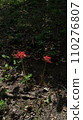 A pair of red cluster amaryllis 110276807