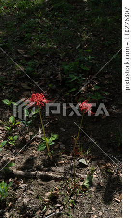 A pair of red cluster amaryllis A pair of red cluster amaryllis 110276807