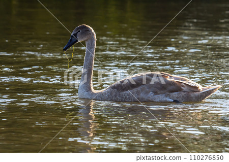 Cygnus olor, swan swimming in the water 110276850