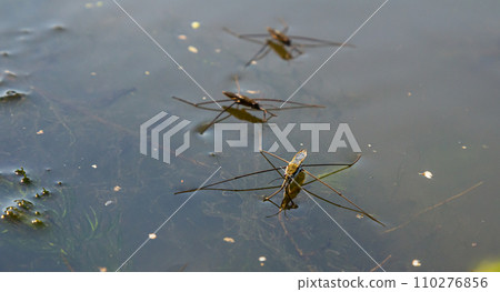 A closeup shot of Gerris lacustris or common pond skater A closeup shot of Gerris lacustris or common pond skater 110276856