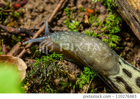 Limax maximus - leopard slug crawling on the ground among the leaves and leaves a trail 110276865
