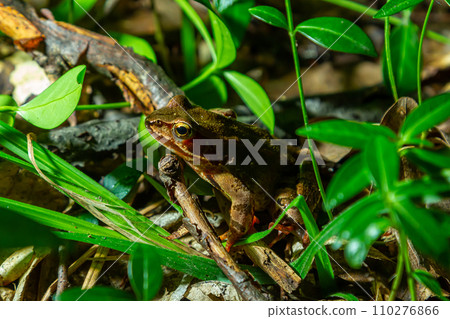 The wood frog, Lithobates sylvaticus or Rana sylvatica. Adult wood frogs are usually brown, tan, or rust-colored, and usually have a dark eye mask 110276866