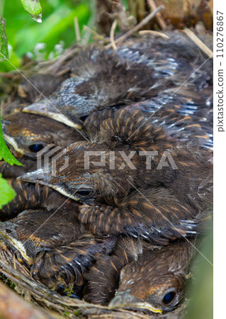 Baby birds in the nest birds and mistle thrushes. Thrushes Baby birds in the nest birds and mistle thrushes. Thrushes 110276867
