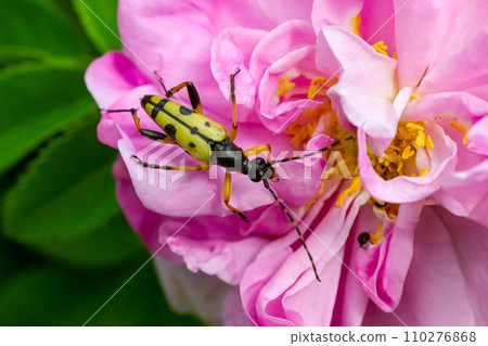 Closeup on a Spotted longhorn beetle, Leptura maculata on the pink flower, Daucus carota 110276868