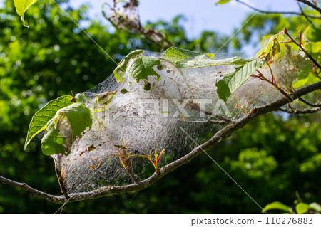 Group of Larvae of Bird-cherry ermine Yponomeuta evonymella pupate in tightly packed communal, white web on a tree trunk and branches among green leaves in summer 110276883