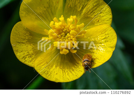 Raspberry beetle, Byturus tomentosus, on flower. These are beetles from the fruit worm family Byturidae, the main pest that affects raspberries, blackberries and loganberries. 110276892