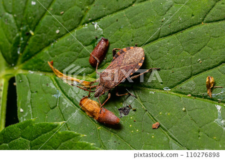 A closeup shot of a brown forest bug or red-legged shieldbug on a green leaf, Pentatoma rufipes 110276898