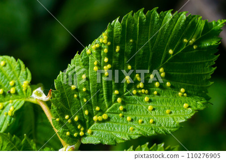 Leaves with gall mite Eriophyes tiliae. A close-up photograph of a leaf affected by galls of Eriophyes tiliae. 110276905