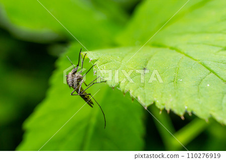 macro normal female mosquito isolated on green leaf 110276919