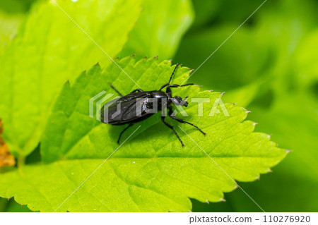 Bibio marci is a fly from the family Bibionidae called March flies and lovebugs. Larvae of this insects live in soil and damaged plant roots Bibio marci is a fly from the family Bibionidae called March flies and lovebugs. Larvae of this insects live in soil and damaged plant roots 110276920