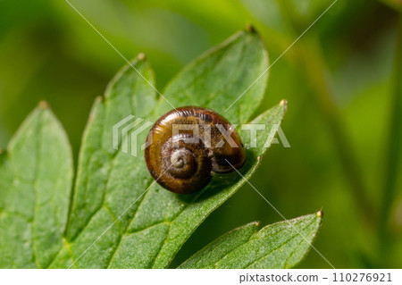 Oxychilus alliarius , commonly known as the garlic snail or garlic glass-snail Oxychilus alliarius , commonly known as the garlic snail or garlic glass-snail 110276921