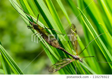 A crane fly Tipula maxima resting on a nettle leaf in early summer 110276922