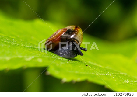 Oxychilus alliarius , commonly known as the garlic snail or garlic glass-snail 110276926
