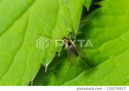 species of pest fly from the family Chloropidae. It is also known as the chloropid gout fly or barley gout fly. It is an oligophagous pest of cereal crops 110276927