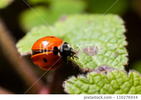Closeup on the colorful seven-spot ladybird, Coccinella septempunctata on a green leaf in the garden Closeup on the colorful seven-spot ladybird, Coccinella septempunctata on a green leaf in the garden 110276934