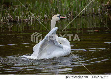 The mute swan Cygnus olor on the water of a small river. A beautiful white bird The mute swan Cygnus olor on the water of a small river. A beautiful white bird 110276935