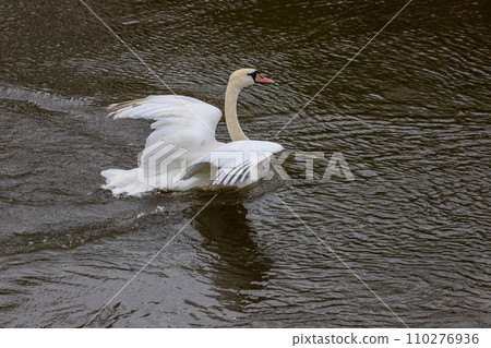 The mute swan Cygnus olor on the water of a small river. A beautiful white bird The mute swan Cygnus olor on the water of a small river. A beautiful white bird 110276936
