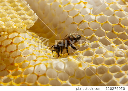 Beautiful honeycomb with bees close-up. A swarm of bees crawls through the combs collecting honey. Beekeeping, wholesome food for health 110276950