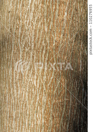 rough tree surface rough tree surface 110276955