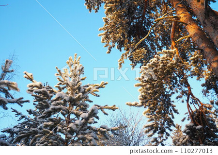 Pine forest in winter during the day in severe frost, Karelia. Snow on the coniferous branches. Frosty sunny weather anticyclone. Scots pine Pinus sylvestris is a plant pine Pinus of Pine Pinaceae 110277013
