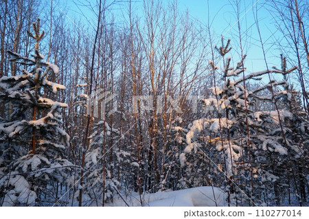 Pine forest in winter during the day in severe frost, Karelia. Snow on the coniferous branches. Frosty sunny weather anticyclone. Scots pine Pinus sylvestris is a plant pine Pinus of Pine Pinaceae 110277014