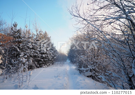 Pine forest in winter during the day in severe frost, Karelia. Snow on the coniferous branches. Frosty sunny weather anticyclone. Scots pine Pinus sylvestris is a plant pine Pinus of Pine Pinaceae 110277015