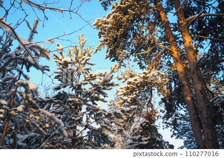 Pine forest in winter during the day in severe frost, Karelia. Snow on the coniferous branches. Frosty sunny weather anticyclone. Scots pine Pinus sylvestris is a plant pine Pinus of Pine Pinaceae 110277016