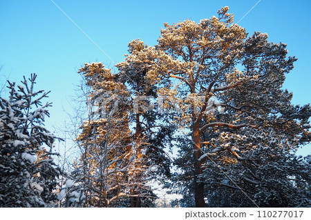 Pine forest in winter during the day in severe frost, Karelia. Snow on the coniferous branches. Frosty sunny weather anticyclone. Scots pine Pinus sylvestris is a plant pine Pinus of Pine Pinaceae 110277017