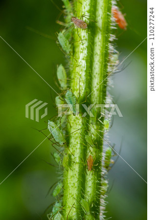 Macrosiphum rosae, the rose aphid is an aphid of the family Aphididae, Hemiptera 110277244