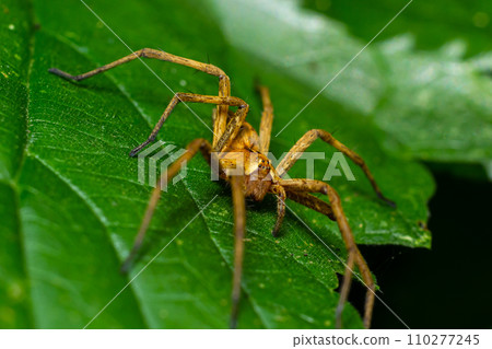 The nursery web spider Pisaura mirabilis is a spider species of the family Pisauridae The nursery web spider Pisaura mirabilis is a spider species of the family Pisauridae 110277245