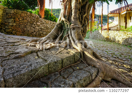 Giant banyan tree in Muraya, Kinjo Town, Shuri (Naha City, Okinawa Prefecture) Giant banyan tree in Muraya, Kinjo Town, Shuri (Naha City, Okinawa Prefecture) 110277297