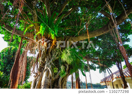 Giant banyan tree in Muraya, Kinjo Town, Shuri (Naha City, Okinawa Prefecture) Giant banyan tree in Muraya, Kinjo Town, Shuri (Naha City, Okinawa Prefecture) 110277298