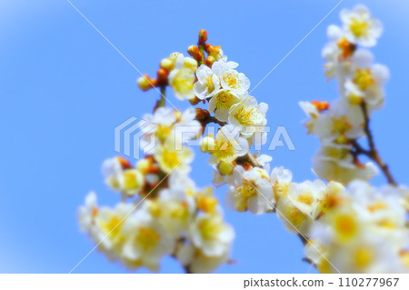 Clear blue sky and white plum blossoms in full bloom 110277967