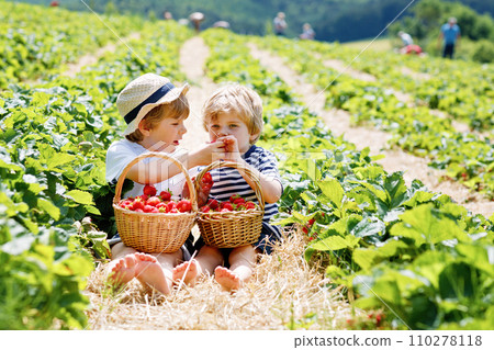 Two little sibling kids boys having fun on strawberry farm in summer. Children, cute twins eating healthy organic food, fresh berries as snack. Kids helping with harvest 110278118