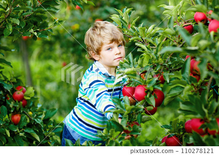 Active happy blond kid boy picking and eating red apples on organic farm, autumn outdoors. Funny little preschool child having fun with helping and harvesting. 110278121