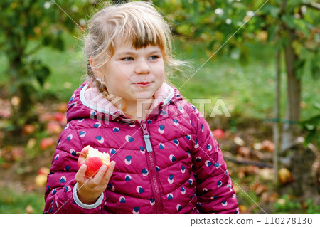 Adorable little preschool kid girl eating red apple on organic farm. Cute child helping with harvest on orchard or garden. Toddler eat fresh healthy fruit 110278130