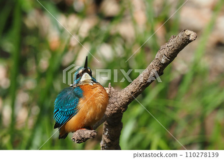 翠鳥(男) 翠鳥(男) 110278139