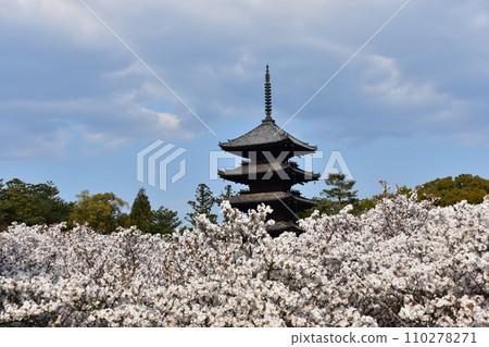 日本春天的京都、世界遺產仁和寺、盛開的大室櫻花、重要文化財產的五層寶塔、美麗的藍天 日本春天的京都、世界遺產仁和寺、盛開的大室櫻花、重要文化財產的五層寶塔、美麗的藍天 110278271